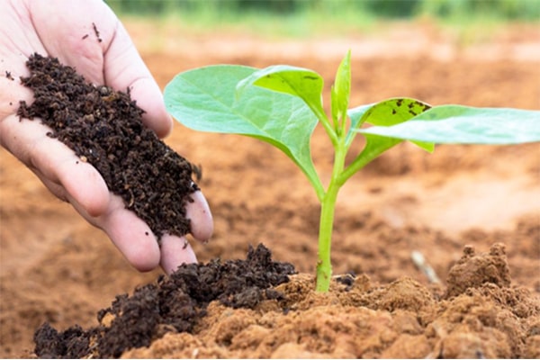 Phân bón hữu cơ “tốt nhất” & 8 cách ủ phân hiệu quả