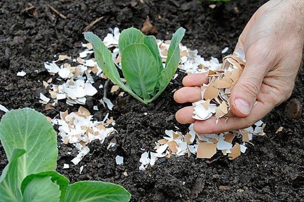 Phân compost cung cấp dinh dưỡng thiết yếu cho cây