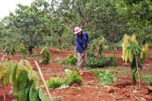 Hướng dẫn cải tạo đất vườn cây ăn trái