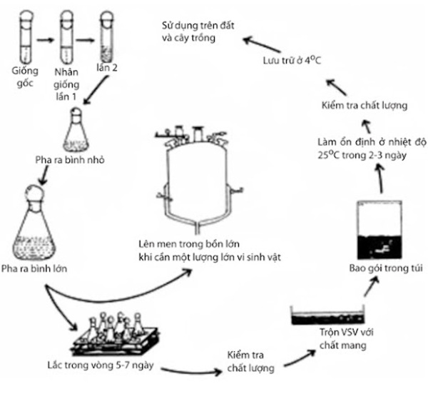 Quy trình sản xuất phân bón vi sinh chi tiết, đòi hỏi nhiều công đoạn và yêu cầu kỹ thuật cao. 