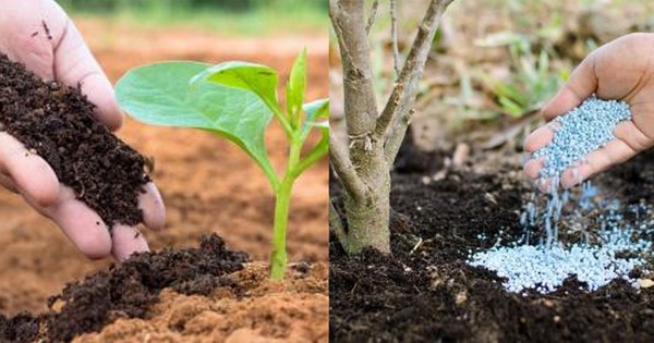 Phân vô cơ và phân bón hữu cơ đều là các loại phân bón chứa nhiều dưỡng chất thiết yếu cho cây trồng