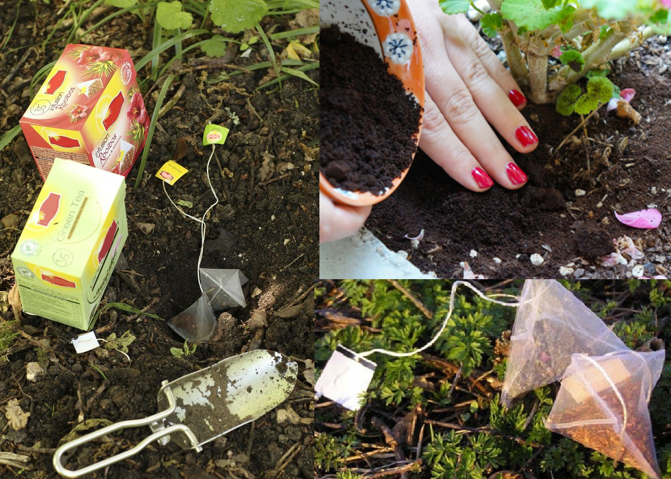 Tận dụng bã trà để bón cây cực kỳ hiệu quả cùng EcoClean Compost