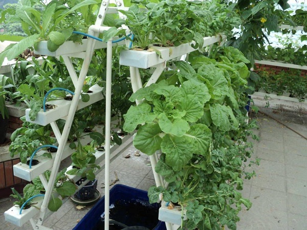 8 lợi ích nhận được từ các mô hình trồng rau sạch tại nhà