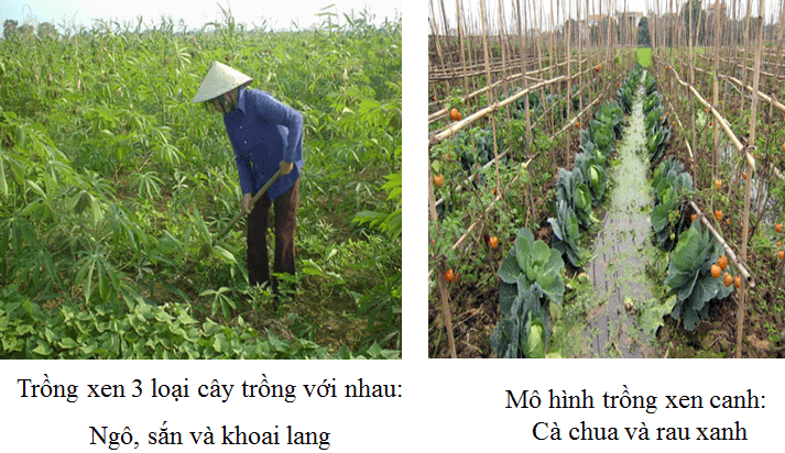 Mô hình trồng xen canh cải tạo đất trồng rau