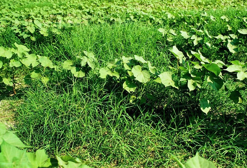 Vai trò của cỏ dại trong việc cải tạo đất trồng rau