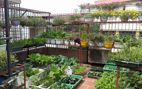 Biến hóa sảnh thượng trở thành vườn rau xanh sạch bên trên ban công bên trên nhà