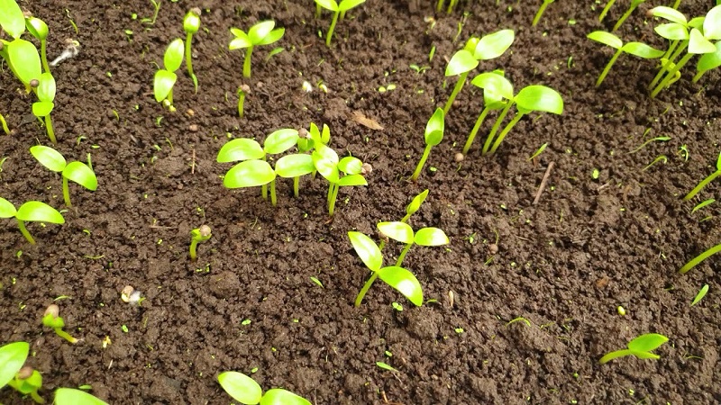 Cách gieo hạt giống rau mồng tơi đơn giản để trồng