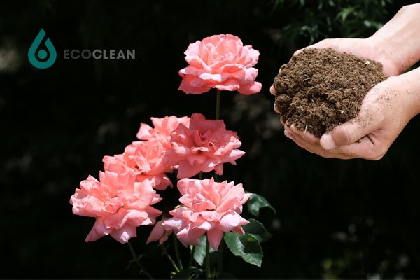 Bón phân hữu cơ cho hoa hồng