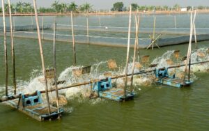 nuoi-tom-3-giai-doan