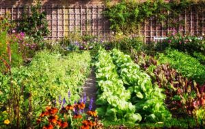 tao-khu-vuon-rau-sach-trong-san-vuon