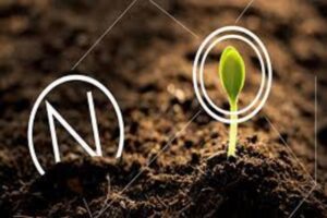 vai-tro-cua-nito-doi-voi-cay-trong